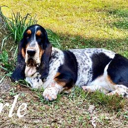 Charle - Basset Hound