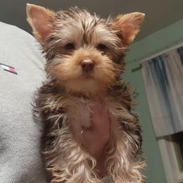 Maple - Chocolate female Morkie puppy in West Enfield, Maine from GRIFFEY'S SPA AND KENNEL