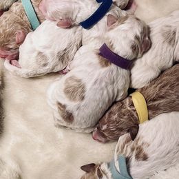 Goldendoodles from Woodbridge Puppy Academy