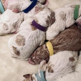 Goldendoodles from Woodbridge Puppy Academy