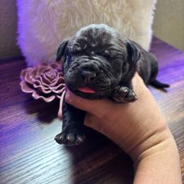 Teal collar - Chestnut brindle female Cane Corso puppy in Tucson, Arizona from Cane Corso Friends