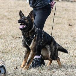 German Shepherds from Vom Stout German Shepherds