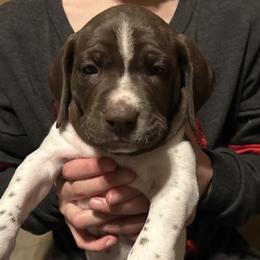 German Shorthaired Pointer Puppies from Bethlehem Farms