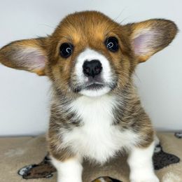 ZITI - Sable Pembroke Welsh Corgi puppy in Ritzville, Washington from Sapphire Iris Corgis