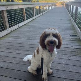 Labradoodle Puppies from Tyson's Farm Doodles
