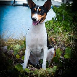 Baraka - Basenji puppy from Triforce Basenjis