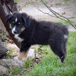 Shadow - Red tri male Miniature Australian Shepherd puppy in Evant, Texas from Lazy VT Bar Ranch