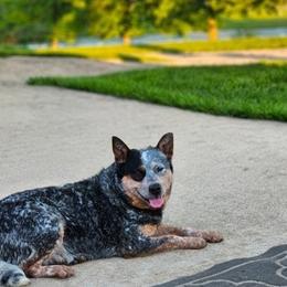 Oakley - Australian Cattle Dog