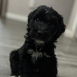 Lil Princess - Black and white female Bernedoodle puppy in Scottsdale, Arizona from Nana’s Doodles
