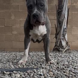 American Bully Puppies from M&M XL Bully Kennel