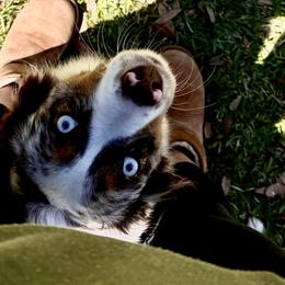Miniature Australian Shepherds from Marsh Runner Aussies