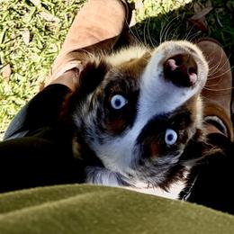 Miniature Australian Shepherds from Marsh Runner Aussies