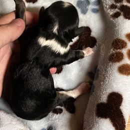 Oreo - Black tri-color male Aussiedoodle puppy in Daphne, Alabama from Darling Australians
