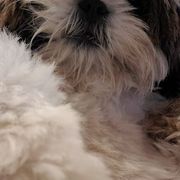 Dachshunds, Mal-Shis, Maltipoos, and Yorkipoos from H&S pets