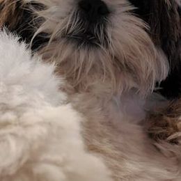 Dachshunds, Mal-Shis, Maltipoos, and Yorkipoos from H&S pets