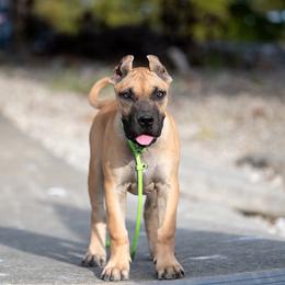 Fawn - ears are cropped - Fawn female Perro de Presa Canario puppy in Leitchfield, Kentucky from Rey Gladiador Presa Canario
