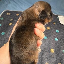 Cooper - Brindle male Shih Tzu puppy in Kettering, Ohio from The Ruff Life Tribe