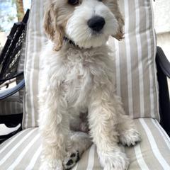 Wesson - Parchment Labradoodle puppy in Las Vegas, Nevada from Patriot Labradoodles