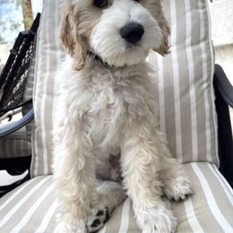 Wesson - Parchment Labradoodle puppy in Las Vegas, Nevada from Patriot Labradoodles
