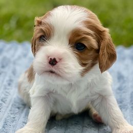 Muffin - Blenheim female Cavalier King Charles Spaniel puppy in Blanding, Utah from Blue House Cavaliers