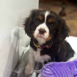 Cami - Chocolate female Cavalier King Charles Spaniel puppy in El Campo, Texas from Longhorn Cavaliers