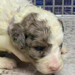 Hara - Blue merle and white female Sheepadoodle puppy in Chesapeake, Virginia from Doodle-Cove