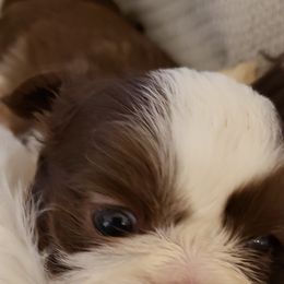 Goldendoodle and Shih Tzu Puppies from Angel Companions Farm