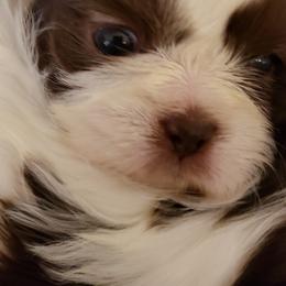 Goldendoodle and Shih Tzu Puppies from Angel Companions Farm