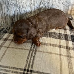 Dachshund Puppies from Regan's Divas