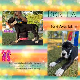 Girl 3 - Mantle female Great Dane puppy in Lake View, New York from North Park Great Danes