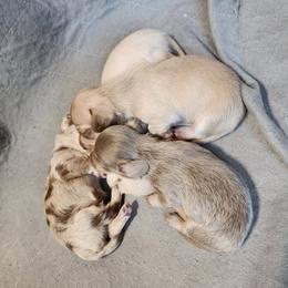 Dachshund puppies from Dixie Doxies