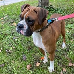 Izzie - Boxer