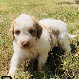 Goldendoodle and Sheepadoodle Puppies from Paw City Doodles