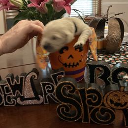 Golden Retriever Puppies from Tupelo Honey Farm's Golden Retrievers