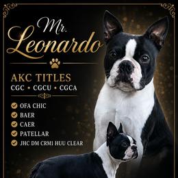 Leo - Boston Terrier