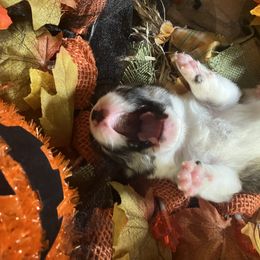 American Corgi and Pembroke Welsh Corgi Puppies from Cascadian Space Coast Corgis LLC