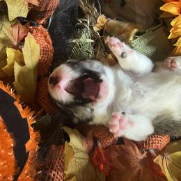 American Corgi and Pembroke Welsh Corgi Puppies from Cascadian Space Coast Corgis LLC