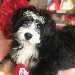 Bernedoodles and Dachshunds from Heavenly Heritage Dachshunds and Doods