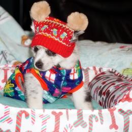 Pomsky, Rottweiler, Shetland Sheepdog, and Toy Shetland Sheepdog Puppies from Mountain High Kennels