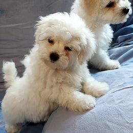 Bichon Frise and French Bulldog Puppies from Sears Kennels