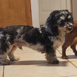 Kookie - Dachshund
