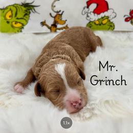 Mr Grinch - Red male Cavapoo puppy in Utah County, Utah from Cascade Springs Doodles