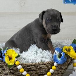 Edmund - Blue Tanpoint - Blue male Great Dane puppy in Morton, Illinois from That Gurl K9s