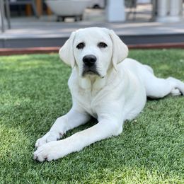Labrador Retriever All Grown Up from Chateau St. John