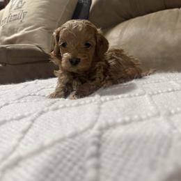 Texas - Apricot male Goldendoodle puppy in Graham, North Carolina from Geise Meadow Doodles
