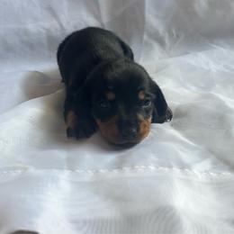 Angel - Black and tan female Dachshund puppy in Colonial Heights, Virginia from Mimi’s Doxies