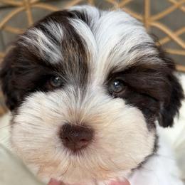 Leela - Parti female Miniature Schnauzer puppy in Calera, Alabama from Tuck’s Farmstead