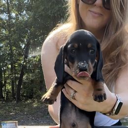 Dachshund Puppies from Little Legs Miniature Dachshunds
