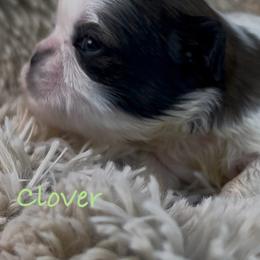 Clover - Black and white female Shih Tzu puppy in Vernon, New Jersey from Calta’s Cute Shih Tzu