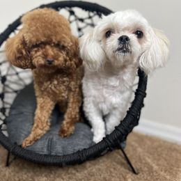 Polly - Maltipoo